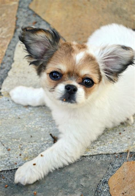 Metisul Shih Tzu-Chihuahua - Adorabil la superlativ - Un Blog Despre Câini