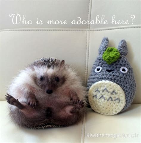 Hedgehog Quotes. QuotesGram