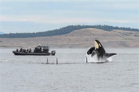 BC Whale Tours | Victoria Whale Watching Tours