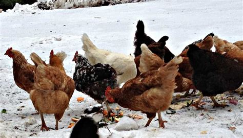 Raising Chickens Through the Winter - Beyond The Chicken Coop