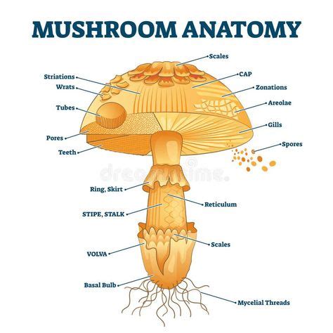 150 Mushrooms ideas in 2021 | mushroom art, stuffed mushrooms, art inspiration