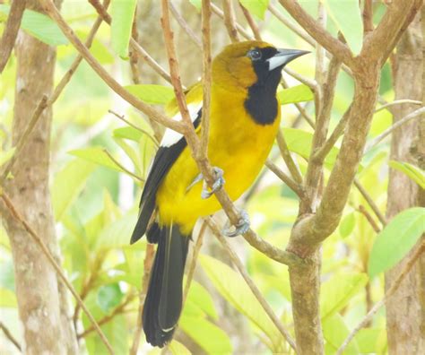 Birds on the brain: Yeah, Mon... Jamaican Birds