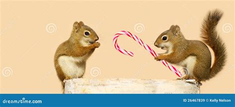 Christmas Squirrels. Royalty Free Stock Images - Image: 26467839