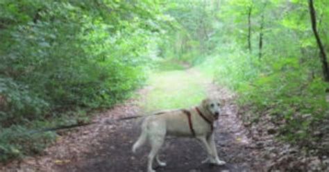 Best Dog Walking Trails In Minnesota - CBS Minnesota