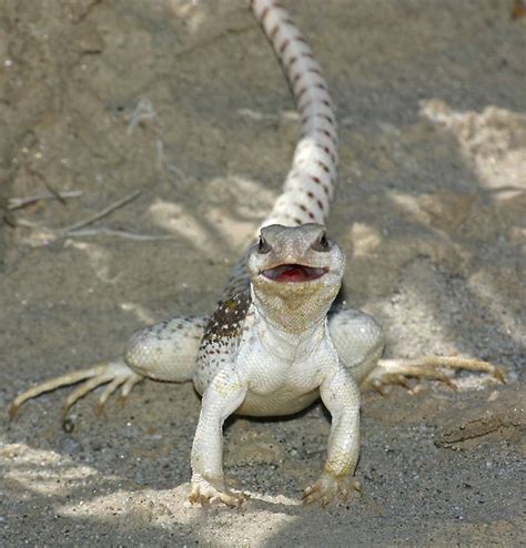 Facts About The Desert Iguana Diet - Mill Clothing