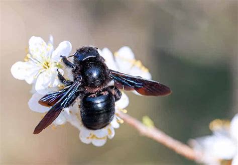 What Are Carpenter Bees? [Identification Guide] Best Bee Brothers ...