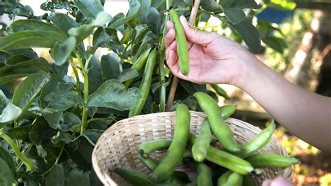 How to harvest fava beans: tips for picking the best crop | Homes & Gardens