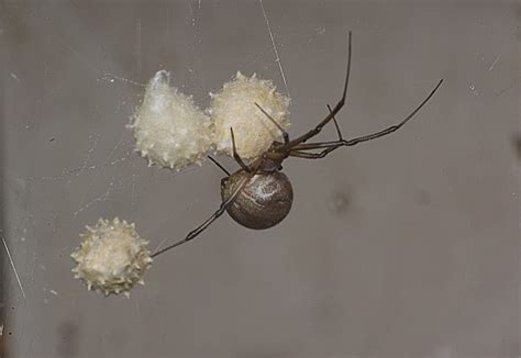 Take Two® | Audio: The itsy bitsy spider explosion coming to Southern California | 89.3 KPCC