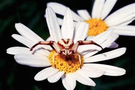 Crab spider | Flower-dwelling, Camouflage, Ambush | Britannica