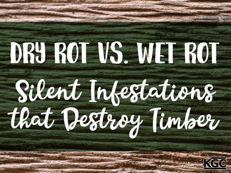 Dry Rot Versus Wet Rot: Silent Infestations that Destroy Timber