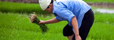 Building an inclusive and sustainable agricultural sector in Cambodia