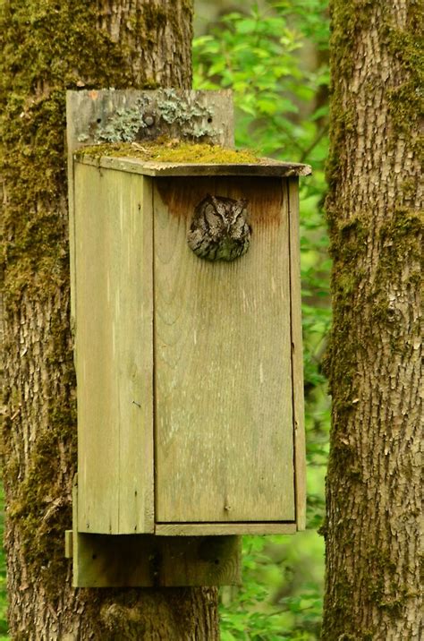 "Western Screech Owl in Wood duck nesting box" by Stephanie Hazen | Redbubble