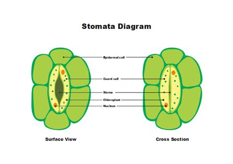 Free Stomata Diagram Templates