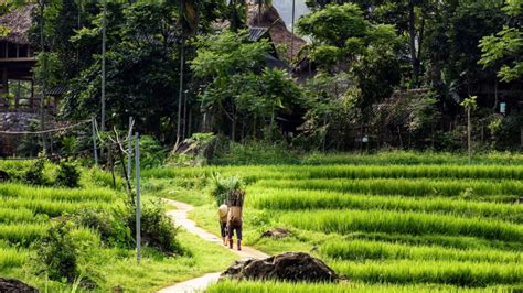 Pu Luong Nature Reserve: A Hidden Gem in Vietnam - YESD Travel