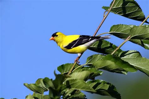 Do Goldfinches Migrate: Exploring Goldfinch Migration Patterns ...