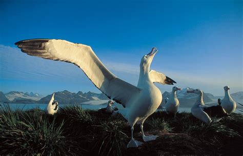 Wandering Albatrosses make shallow dives when hunting. They’ll also attempt to eat almost ...