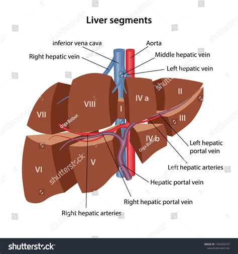 Liver Anatomy 3d