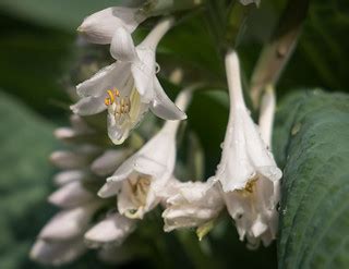 White Flowers after Rain, UMD, Duluth | Sharon Mollerus | Flickr