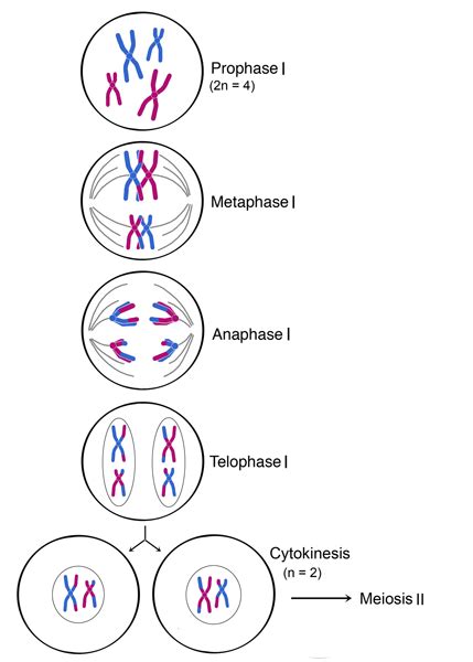 This an image showing the process of mitosis. | Meiosis, Mitosis ...