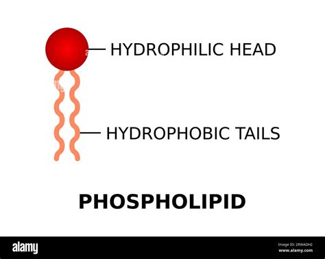 Phospholipid with hydrophilic head and hydrophobic tails. Phospholipid molecule structure. Cell ...