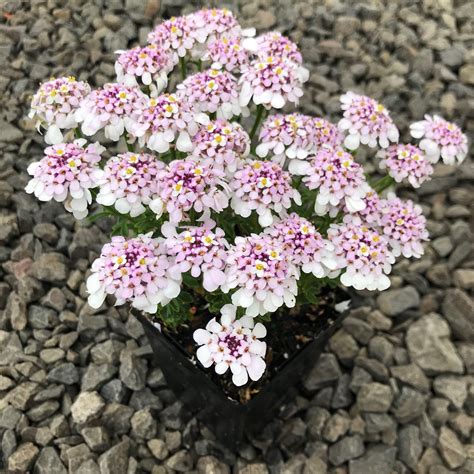 Candytuft- Empress White Seeds The Seed Collection | ubicaciondepersonas.cdmx.gob.mx