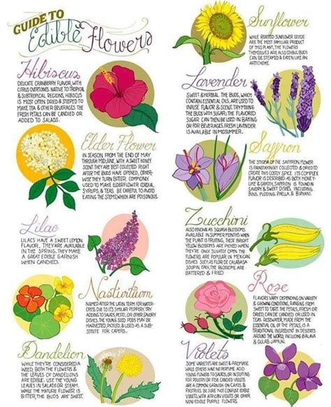 22 best images about Edible Flower Information on Pinterest | Gardens ...