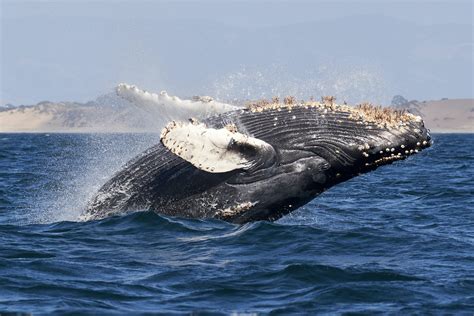 Humpback whale breaches, Monterey (Photo credit to Mike Doherty) : r/badassanimals