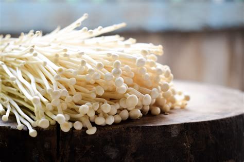 Foraging Wild Enoki Mushrooms (Flammulina velutipes)