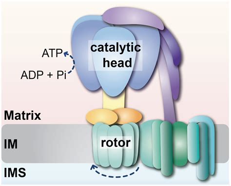 Insights into the formation of ATP synthase: A new important function of the folding helper Hsp70