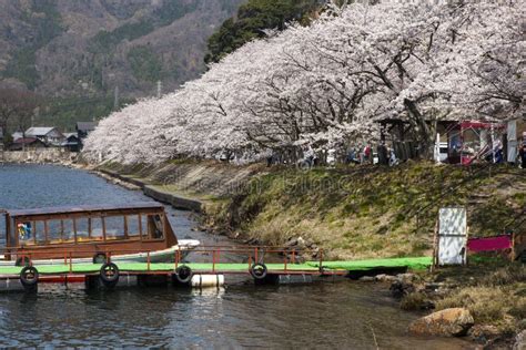 Boat on Lake Biwa and Cherry Blossom Stock Photo - Image of travel, japanese: 99195766