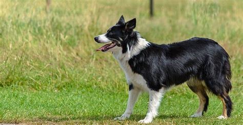 Discover the Border Collie Australian Shepherd Mix - My Dog's Name