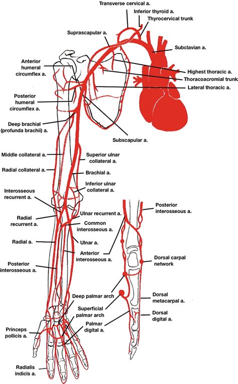 Anatomy Of Upper Limb