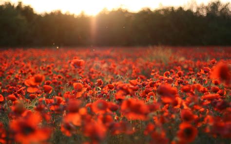 Poppy Field Pictures wallpaper | 2560x1600 | #23414