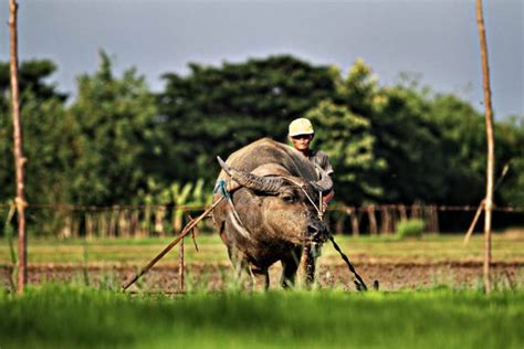 Performance of Philippine Agriculture April to June 2018 | Official Portal of the Department of ...