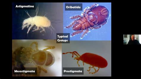 Identifying Mites - YouTube