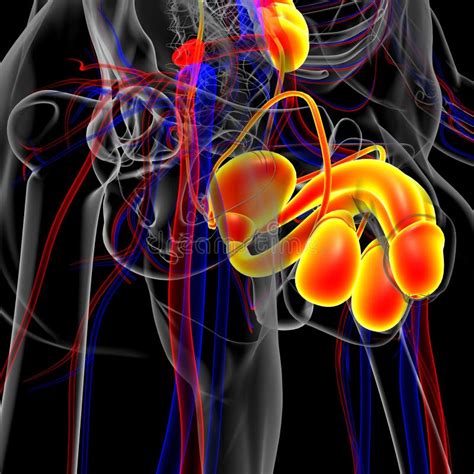 Male Reproductive System Anatomy for Medical Concept 3D Stock ...