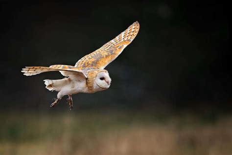 Owls In Kansas: 8 Sunflower State Species To Look For