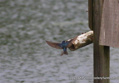 Celery Farm and Beyond: Tree Swallow Nesting Tubes