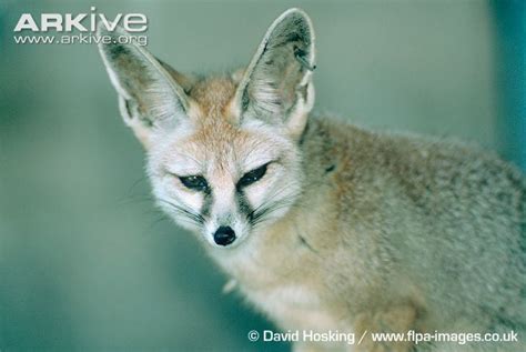 Blanford's fox - Alchetron, The Free Social Encyclopedia