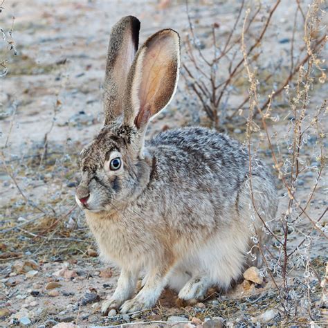 Black-Tailed Jackrabbit | Desert Animals