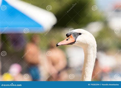 Funny Swan Portrait Against People at a Beach in Porto Rafti in Greece. Funny Picture of Summer ...