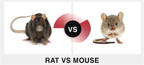 Rat Vs Mouse Discover The Differences July | Hot Sex Picture