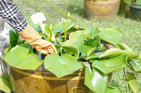 How To Grow Lotus Flowers