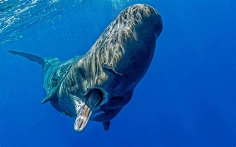 Too Tired for this Mess — how does sperm whales eat with their jaw ...