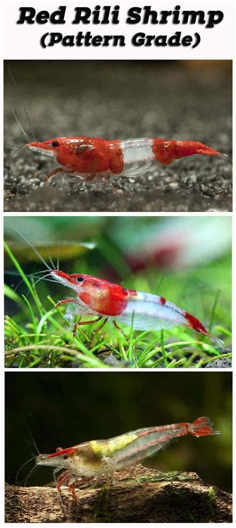 Red Cherry Shrimp Grading (with pictures) - Shrimp and Snail Breeder