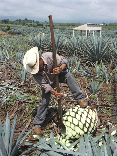 xl Giant Tequila Agave – Kens-Nursery