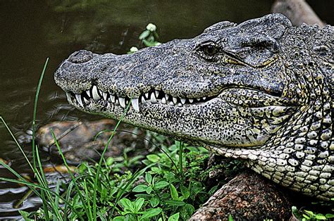 Alligator Teeth Photograph by John Hughes - Fine Art America
