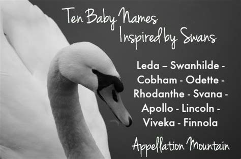 Ten Swan-Inspired Baby Names - Appellation Mountain