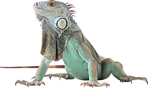 Iguana PNG