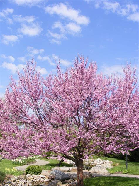 Redbud Trees 3 Free Photo Download | FreeImages